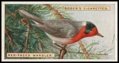 47 Red faced Warbler